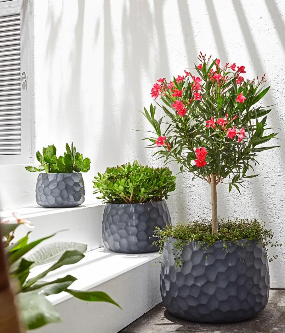 Dehner Oleander, Stämmchen, verschiedene Farben New