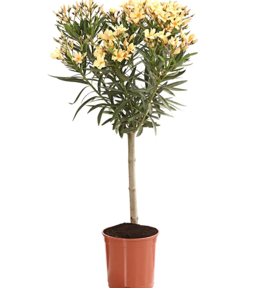 Dehner Oleander, Stämmchen, verschiedene Farben New