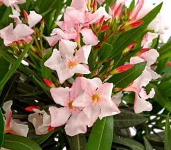 Dehner Terrassenpflanzen|Hibiskus & Oleander - Oleander, Stämmchen, verschiedene Farben