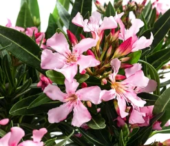 Dehner Terrassenpflanzen|Hibiskus & Oleander - Oleander, Stämmchen, verschiedene Farben