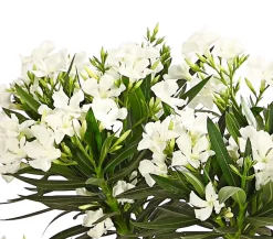 Dehner Terrassenpflanzen|Hibiskus & Oleander - Oleander, Stämmchen, verschiedene Farben
