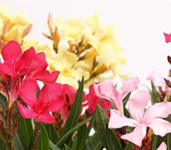 Dehner Terrassenpflanzen|Hibiskus & Oleander - Oleander-Trio