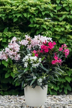 Dehner Terrassenpflanzen|Hibiskus & Oleander - Oleander-Trio