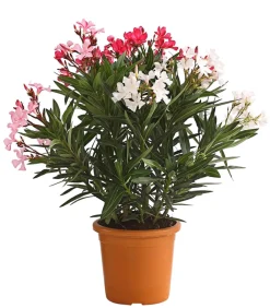 Dehner Terrassenpflanzen|Hibiskus & Oleander - Oleander-Trio