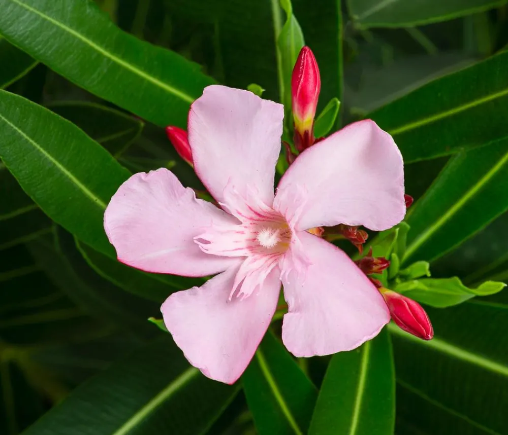 Dehner Oleander 'Villa Romaine' Rosa Discount