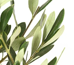 Dehner Terrassenpflanzen|Feigen- & Olivenbäume > Olive, Busch