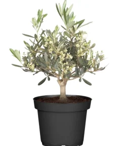 Dehner Terrassenpflanzen|Feigen- & Olivenbäume > Olive, Busch