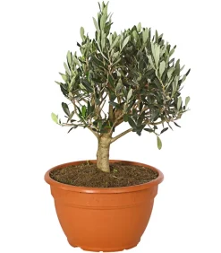 Dehner Olive, Busch Online