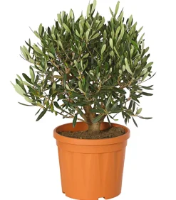 Dehner Terrassenpflanzen|Feigen- & Olivenbäume - Olive, Busch