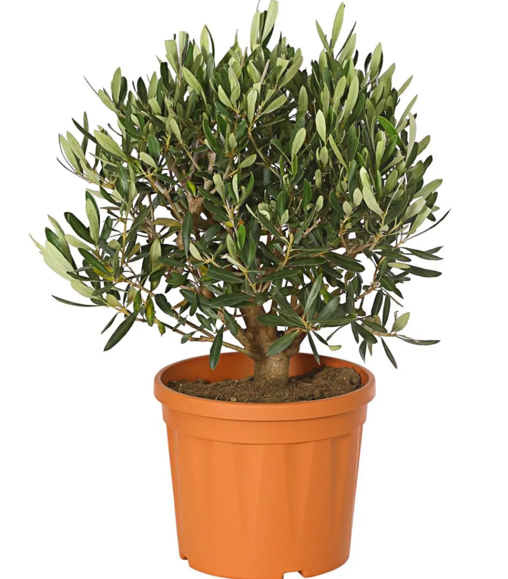 Dehner Terrassenpflanzen|Feigen- & Olivenbäume - Olive, Busch