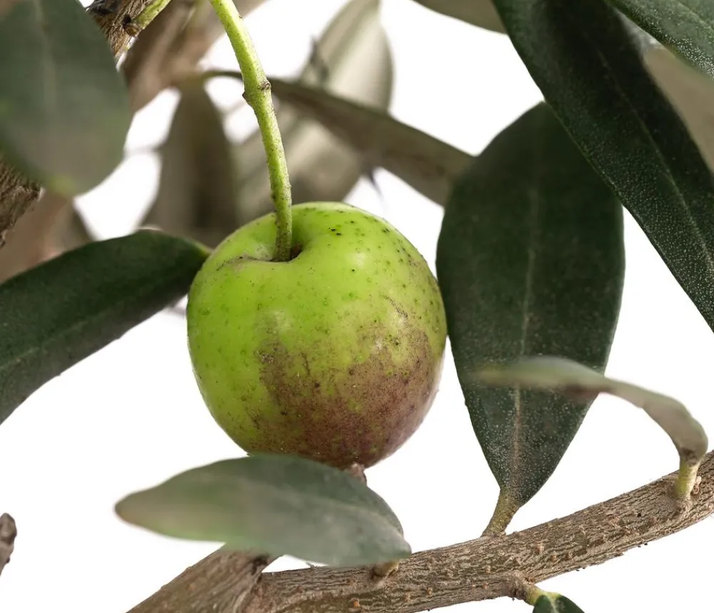 Dehner Terrassenpflanzen|Feigen- & Olivenbäume - Olive, Busch