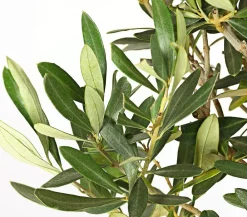 Dehner Terrassenpflanzen|Feigen- & Olivenbäume - Olive, Busch