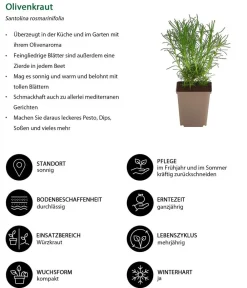 Dehner Garten- & Heilkräuter|Küchenkräuter > Olivenkraut