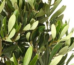 Dehner Terrassenpflanzen|Feigen- & Olivenbäume > Olive, Stämmchen