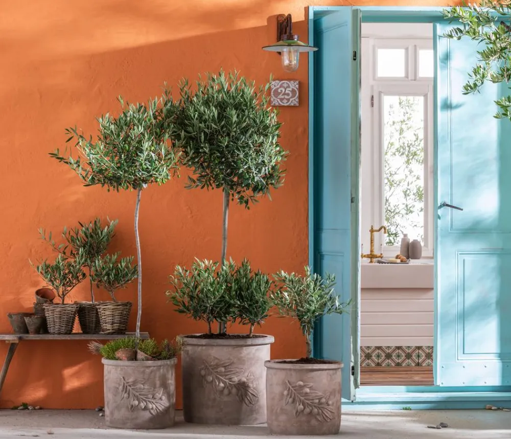 Dehner Terrassenpflanzen|Feigen- & Olivenbäume > Olive, Stämmchen
