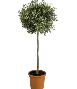 Dehner Olive, Stämmchen