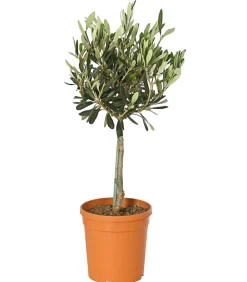 Dehner Terrassenpflanzen|Feigen- & Olivenbäume - Olive, Stämmchen