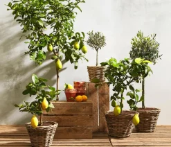 Dehner Terrassenpflanzen|Feigen- & Olivenbäume - Olive, Stämmchen
