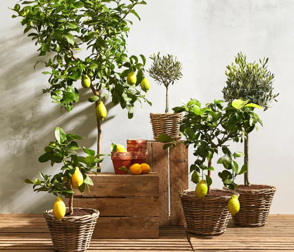 Dehner Terrassenpflanzen|Feigen- & Olivenbäume - Olive, Stämmchen