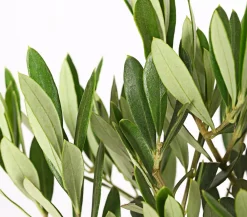 Dehner Terrassenpflanzen|Feigen- & Olivenbäume - Olive, Stämmchen