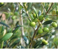 Dehner Terrassenpflanzen|Feigen- & Olivenbäume - Olive, Stämmchen