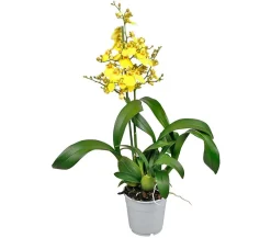 Dehner Orchideen > Oncidium Orchidee - Oncidium cultivars 'Sweet Sugar'