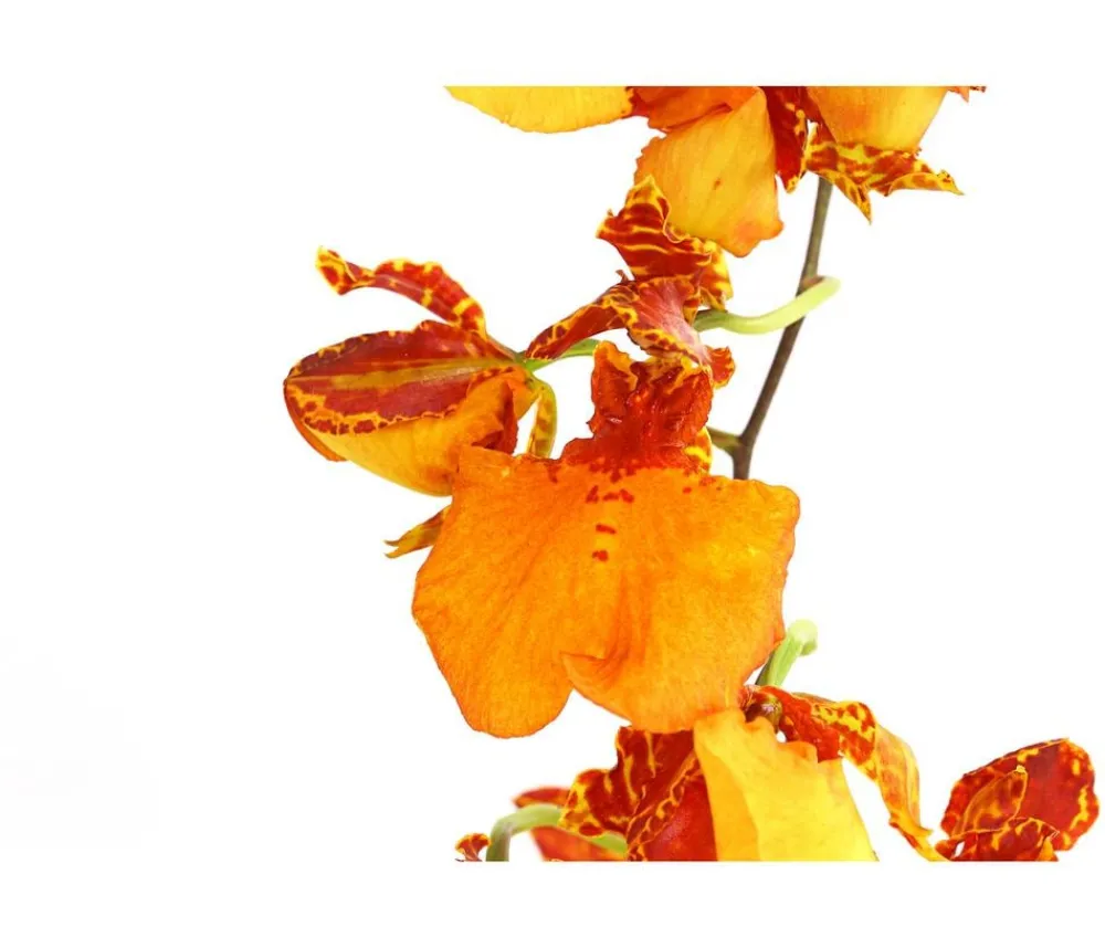 Dehner Orchideen > Oncidium-Orchidee - Oncidium zappi