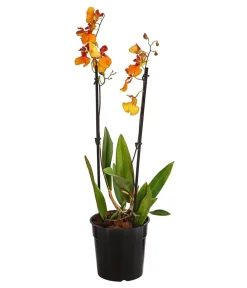 Dehner Orchideen > Oncidium-Orchidee - Oncidium zappi