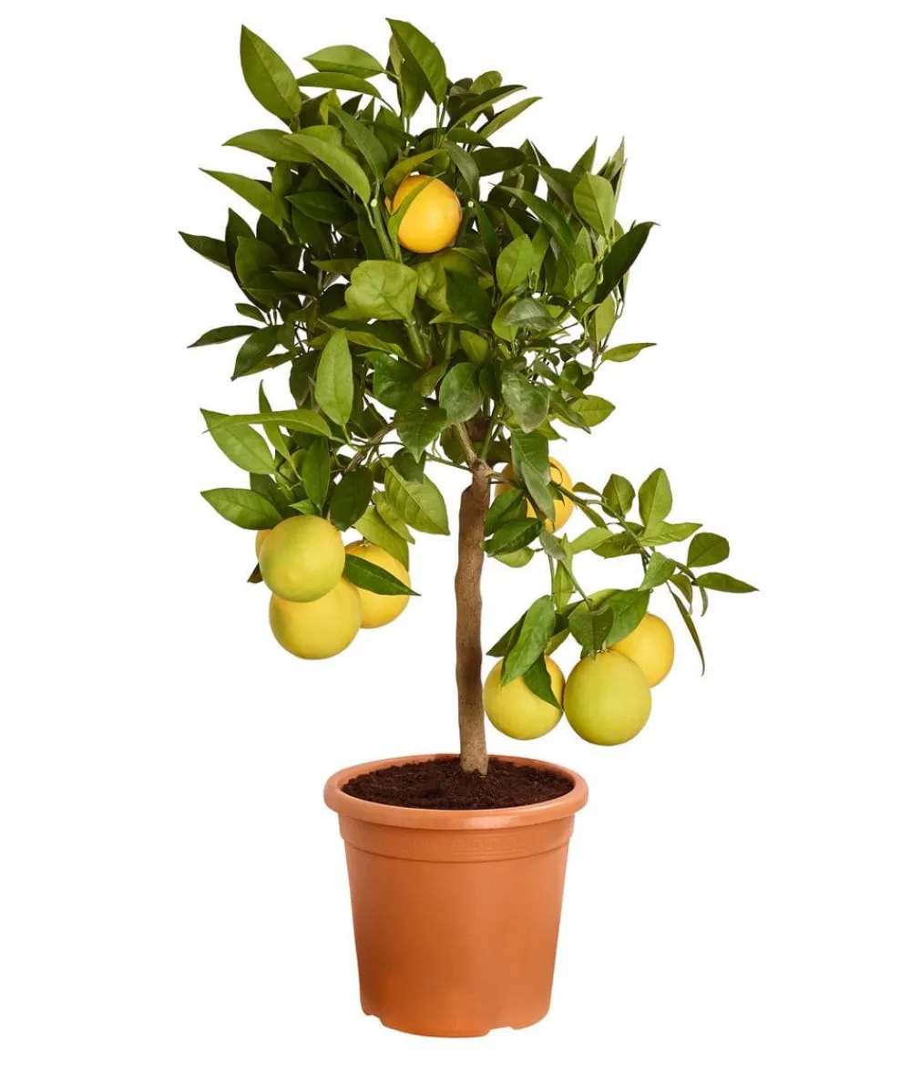 Dehner Zitruspflanzen|Terrassenpflanzen >