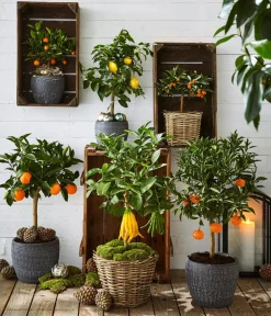 Dehner Zitruspflanzen|Terrassenpflanzen >
