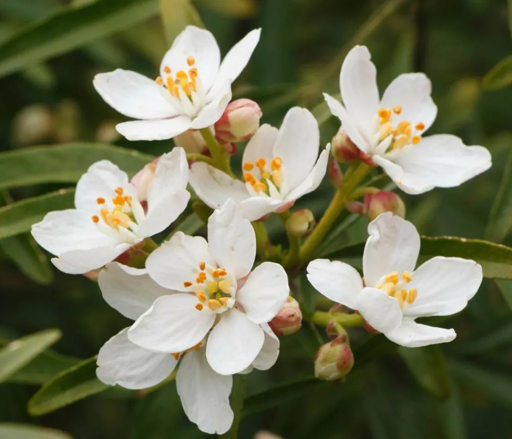 Dehner Orangenblume 'White Dazzler' Clearance