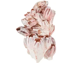 ORBIT® Deko - Orbit Aquarium-Dekoration Barnacle