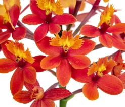 Dehner Orchideen - Orchidee - Epidendrum cultivars 'Nordic Fire'