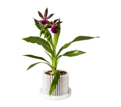 Orchitop® Orchideentopf L Set, rund, ca. Ø18 cm Weiß