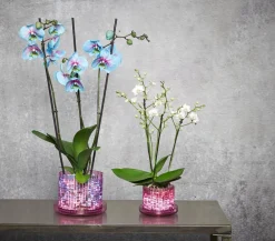 Orchitop® Orchideentöpfe > Orchideentopf M Set, rund, ca. Ø13 cm