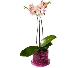 Orchitop® Orchideentöpfe > Orchideentopf M Set, rund, ca. Ø13 cm