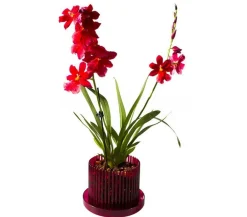 Orchitop® Orchideentopf M Set, rund, ca. Ø13 cm Dunkelrot Outlet