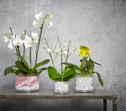 Orchitop® Orchideentöpfe - Orchideentopf M Set, rund, ca. Ø13 cm Transparent