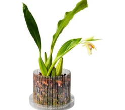 Orchitop® Orchideentöpfe - Orchideentopf S Set, rund, ca. Ø10 cm Transparent