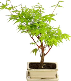 Dehner Laubgehölze|Bonsai - Outdoor-Bonsai Ahorn - Acer palmatum Grün