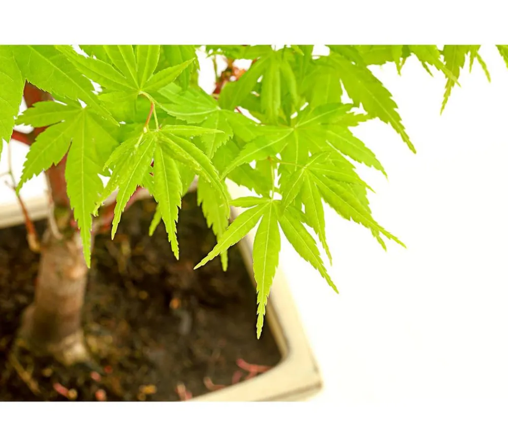 Dehner Laubgehölze|Bonsai - Outdoor-Bonsai Ahorn - Acer palmatum Grün