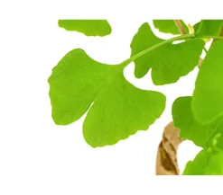 Dehner Laubgehölze|Bonsai > Outdoor-Bonsai Ginkgobaum - Ginkgo biloba