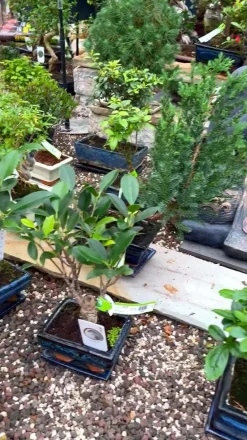 Dehner Laubgehölze|Bonsai > Outdoor-Bonsai Ginkgobaum - Ginkgo biloba
