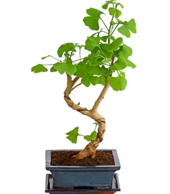 Dehner Laubgehölze|Bonsai > Outdoor-Bonsai Ginkgobaum - Ginkgo biloba