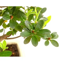 Dehner Bonsai > Outdoor-Bonsai Japanische Azalee - Azalee japonica