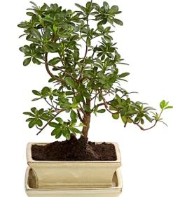 Dehner Outdoor-Bonsai Japanische Azalee - Azalee japonica Hot