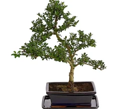 Dehner Laubgehölze|Bonsai > Outdoor-Bonsai Japanische Stechpalme - Ilex crenata