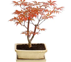 Dehner Laubgehölze|Bonsai - Outdoor-Bonsai er Fächerahorn - Acer palmatum 'Atropurpureum' Rot