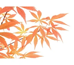 Dehner Laubgehölze|Bonsai - Outdoor-Bonsai er Fächerahorn - Acer palmatum 'Atropurpureum' Rot