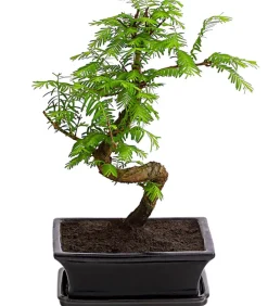 Dehner Outdoor-Bonsai Urweltmammutbaum - Metasequoia glyptostroboides Hellgrün Online